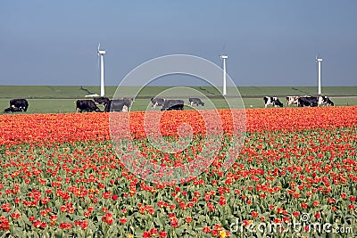 Dutch landscape: windmills, cows and tulips