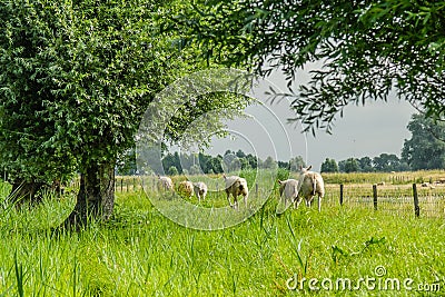 Dutch Landscapes - Baarn - Utrecht