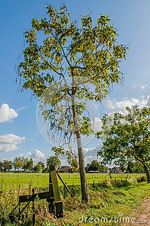 Dutch Landscapes - Maurik - Gelderland