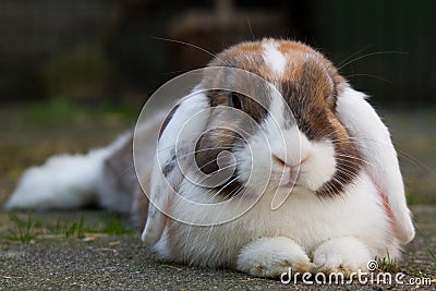 Dutch mini-lop rabbit in the garden