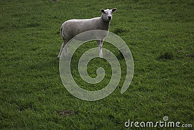 Dutch sheep