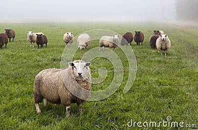 Dutch sheep on pasture