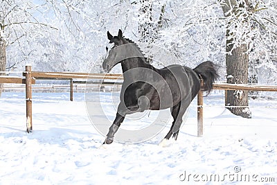 Dutch warmblood running in winter