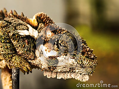 Dwarf Chameleon head 4