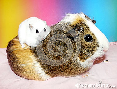 Dwarf hamster sitting on guinea pig