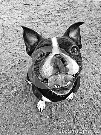Eager and Excited Boston Terrier