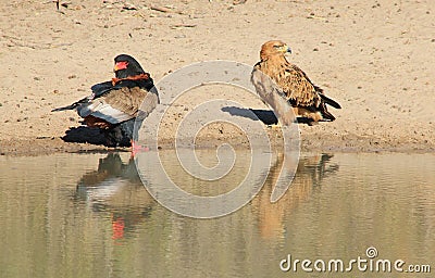 Eagle, Bateleur and Tawny - Wild Raptors from Africa - Looking the other way, turning the other cheek