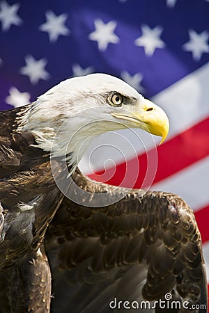 Eagle with Flag