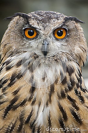 Eagle Owl