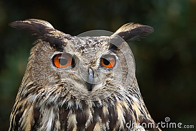 Eagle Owl