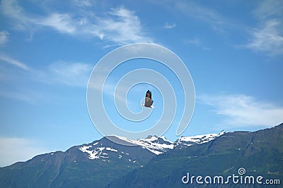 An eagle taking flight at valdez, alaska.
