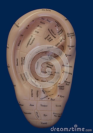 Ear Acupuncture Points