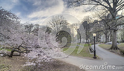 Early spring in Central Park, New York City