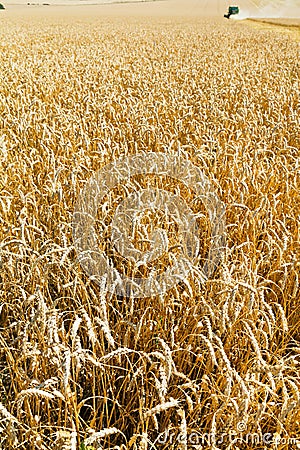 Ears of ripe wheat on plantation