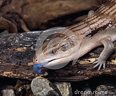 Earstern blue-tongue lizard