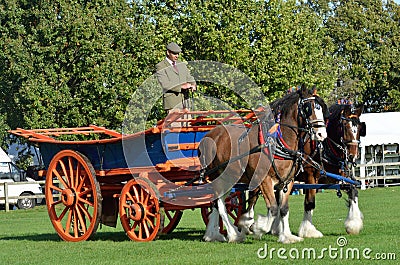 East Anglia Equestrian Fair pair of shire horses and cart showing in ring