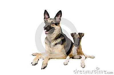 East European sheep-dog with fox-terrier on white