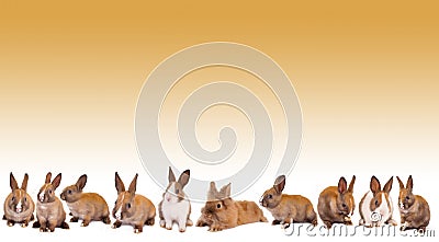 Easter bunny rabbit border