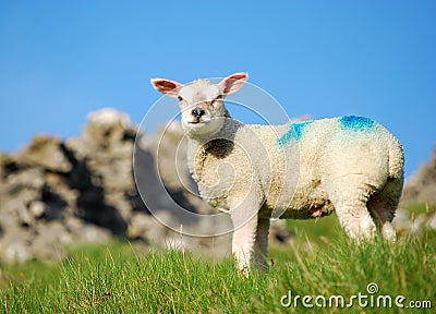 Easter lamb