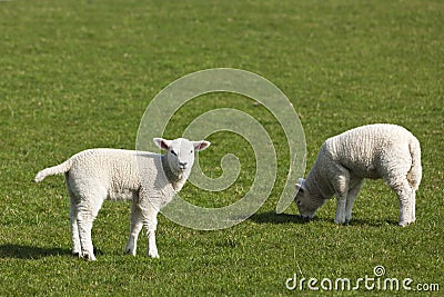 Easter lambs