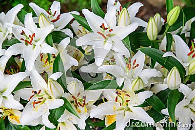 Easter Lilies Close Up Stock Photo - Image: 48