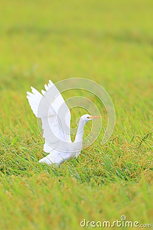 Eastern Cattle egret