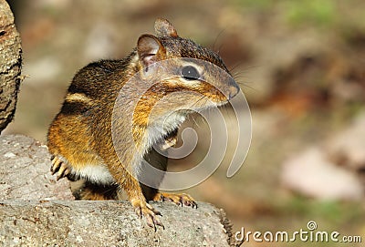 Eastern Chipmunk Strikes a Pose