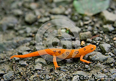 Eastern Newt