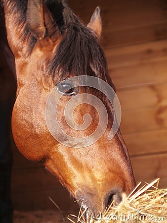 Eating horse in loose-box