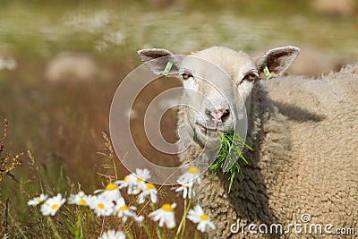 Eating sheep in the field with flowers.