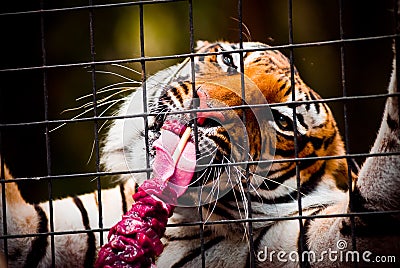 Eating tiger