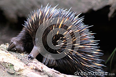 Echidna