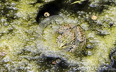 Edible frog sitting in a pond