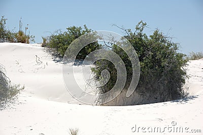 Effects of plant growth in dunes