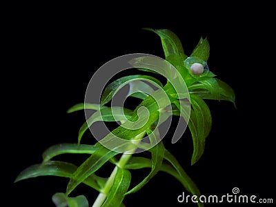 Egg of newt on the water plant