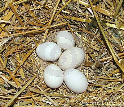 Eggs in the nest