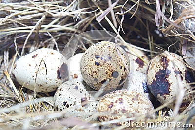 Eggs in the nest of a bird