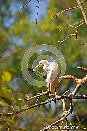 Egret Resting on Tree Branches