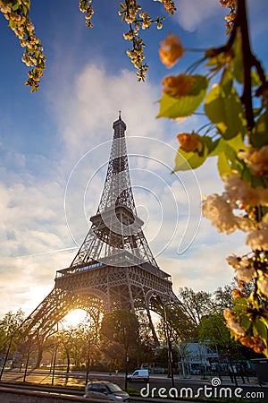 Eiffel Tower with spring tree in Paris, France