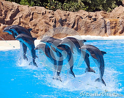 Eight dolphins jumping