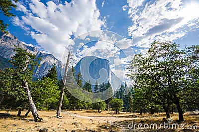 El Capitan in Yosemite with trees in the foreground