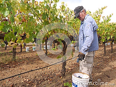 Elderly man picking grapes in vineyard