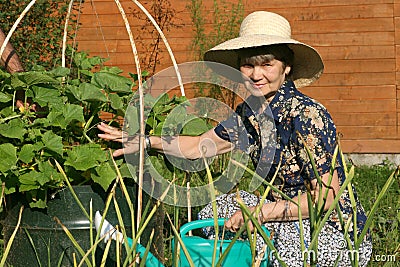 The elderly women in garden near blooming cucumber plant