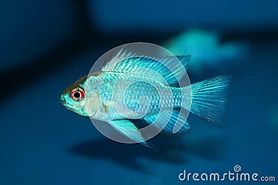 Electric Blue Ram aquarium fish