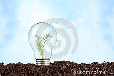 Electric bulb on earth with plant
