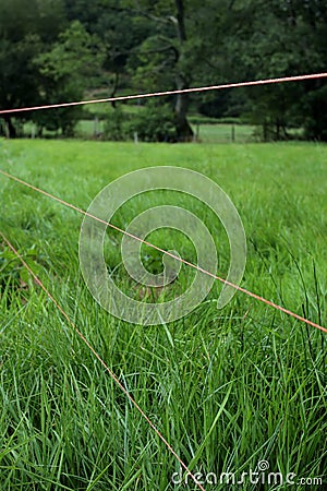 ELECTRIC FENCE WIRE, POLY TAPE AMP; ELECTRIC ROPE - HORSE.COM