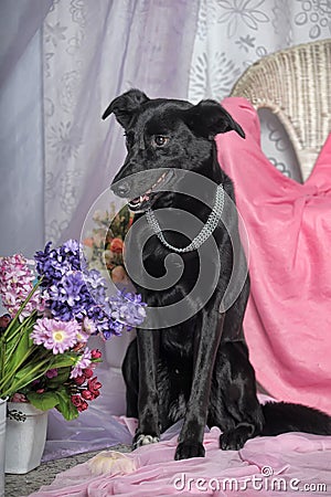 Elegant black dog