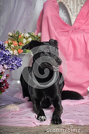 Elegant black dog