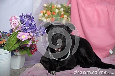 Elegant black dog