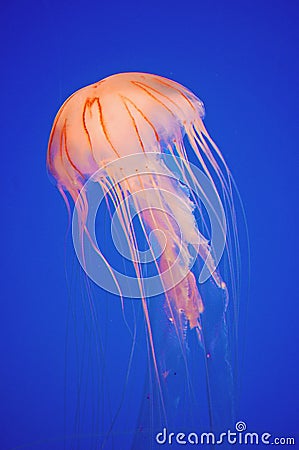 Elegant Jellyfish in cerulean blue with copy space